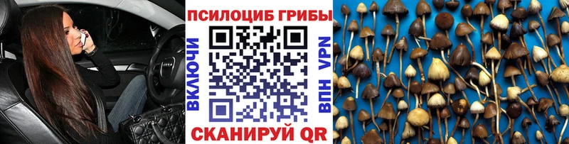 Галлюциногенные грибы Psilocybe  Ртищево 
